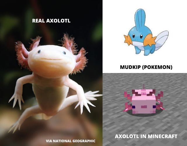 Axolotl, Taming.io Wiki