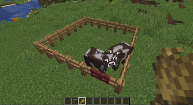 Holding a wheat for cow How to Make a Cow Farm in Minecraft