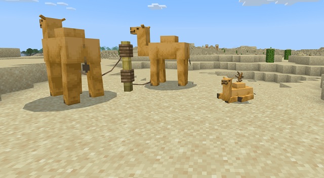 Adult camels next to baby camels