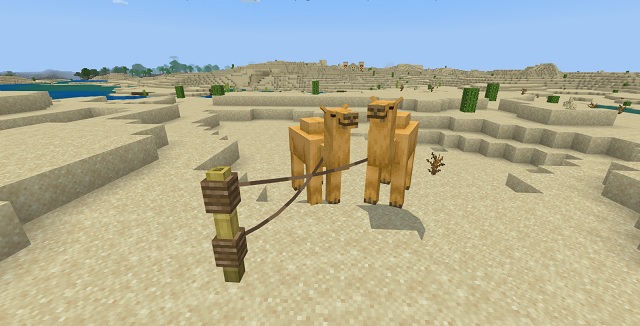 Two camels to breed in Minecraft