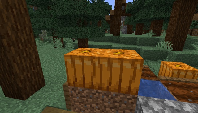 find a pumpkin