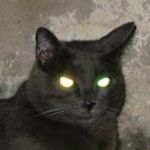 Skræmmende sort kat