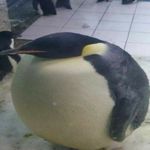 rund pingvin