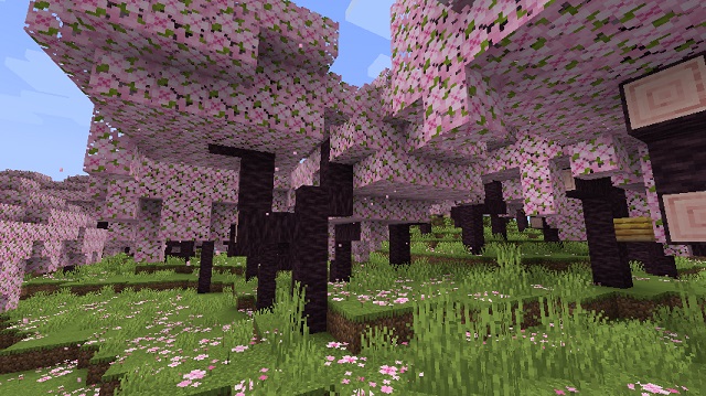 cherry trees in MC