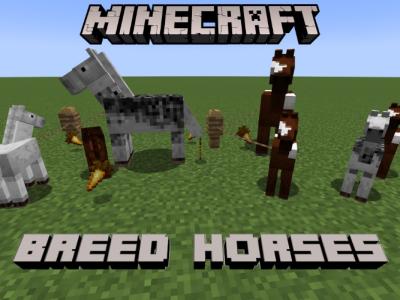 Adult horses and foals