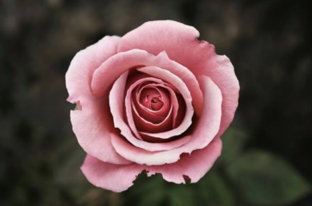 Colored Rose palette 