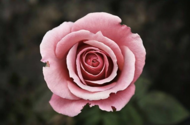 Colored Rose palette