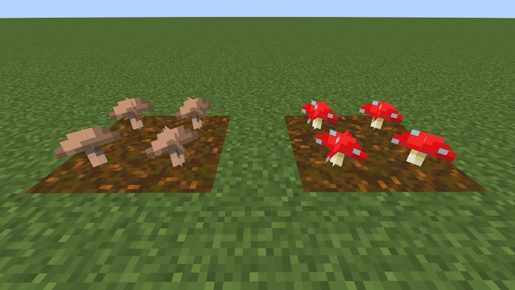 Types De Petits Champignons Dans Minecraft