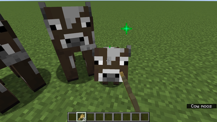 Feeding wheat to a baby cow, so it grows a bit more quickly