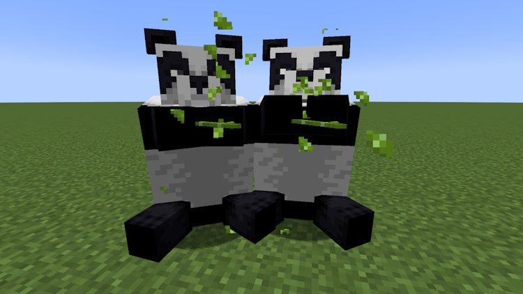 Pandas happily eating bamboo