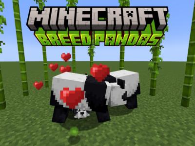 Pandas breeding in Minecraft