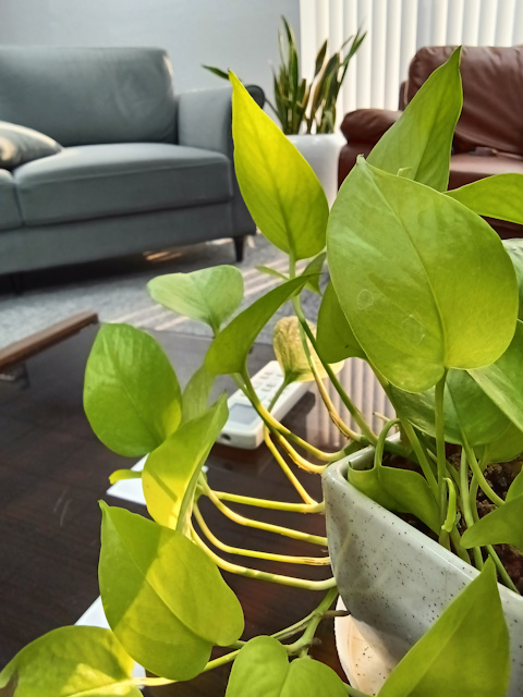 OnePlus Pad Go front camera shot of a plant indoors during daytime
