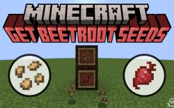 Beetroot and beetroot seeds in item frames in Minecraft