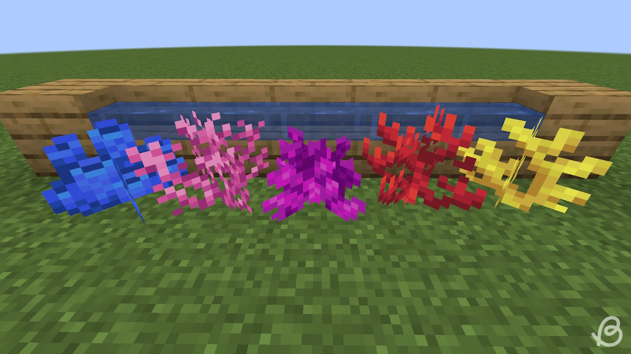 Coral in Minecraft