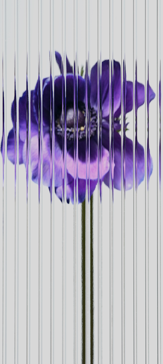Flower (purple) Nothing Wallpaper