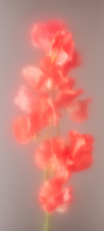 Hazy flower (Light) Nothing Wallpaper