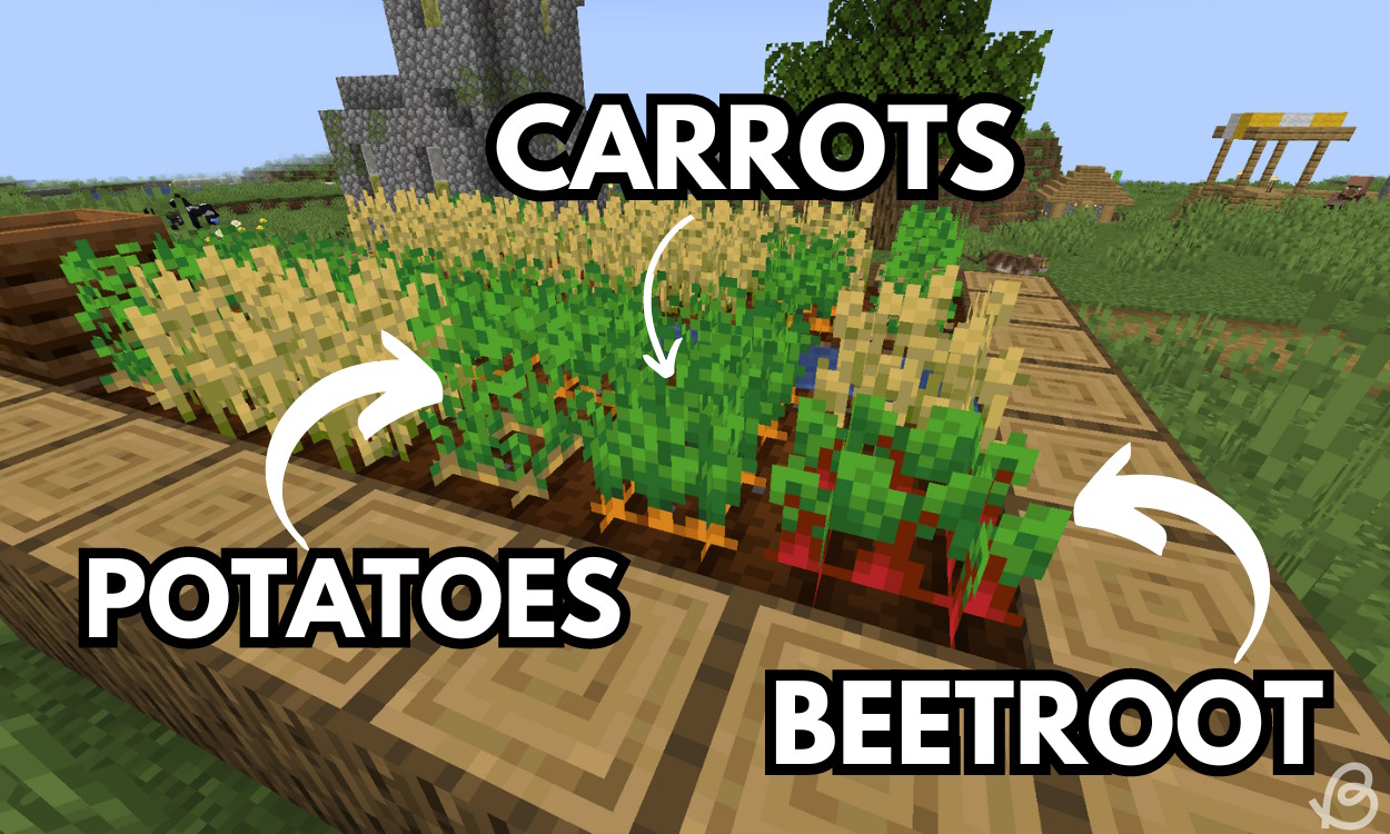 Farm in a plains village that contains carrots, potatoes and beetroots