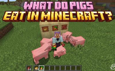 Several pigs around the player who's holding pigs' favorite foods in Minecraft