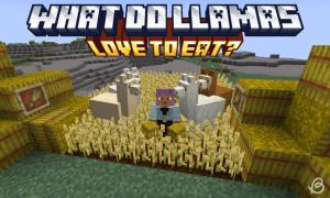 What Do Llamas Eat in Minecraft
