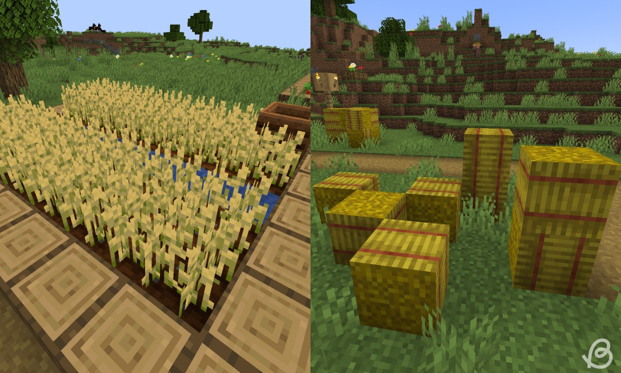 Wheat crops and hay bales in a village, which are llama's favorite food in Minecraft
