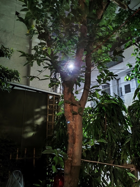 Night Time Samples POCO F6 Trees