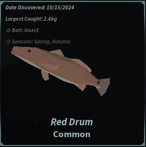 Red Drum Fisch